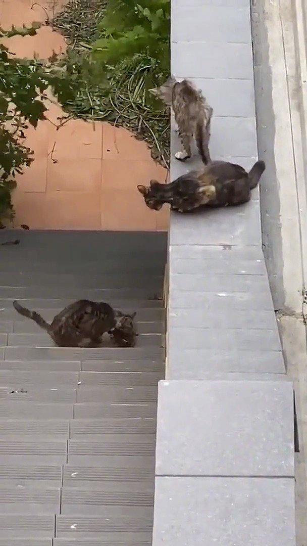 小猫咪被困在阶梯中, 几只大猫看到后...